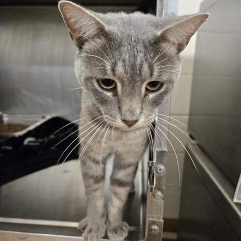 Percival