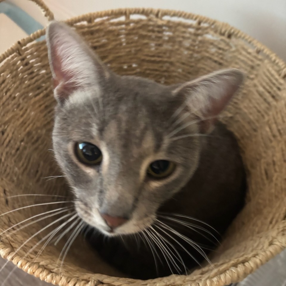 Percival