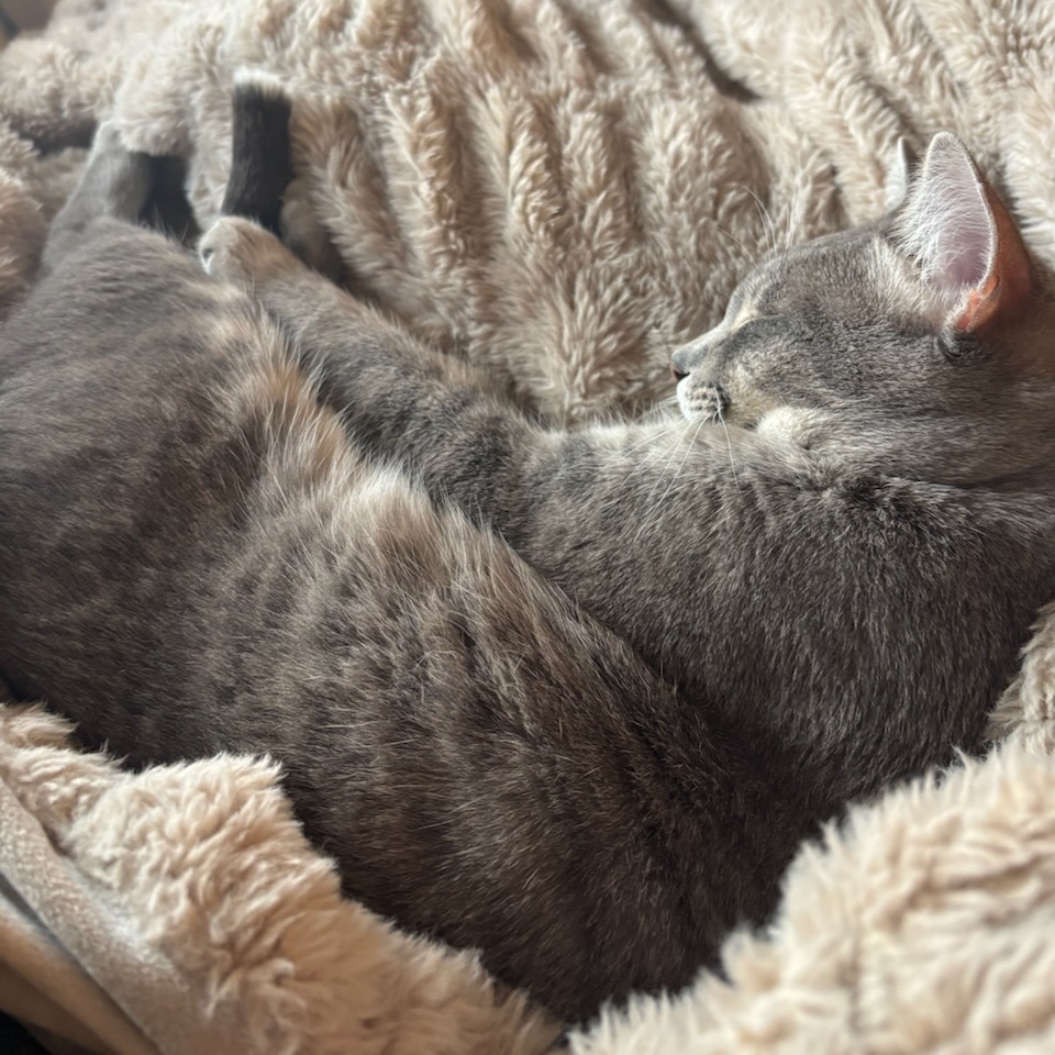 Percival