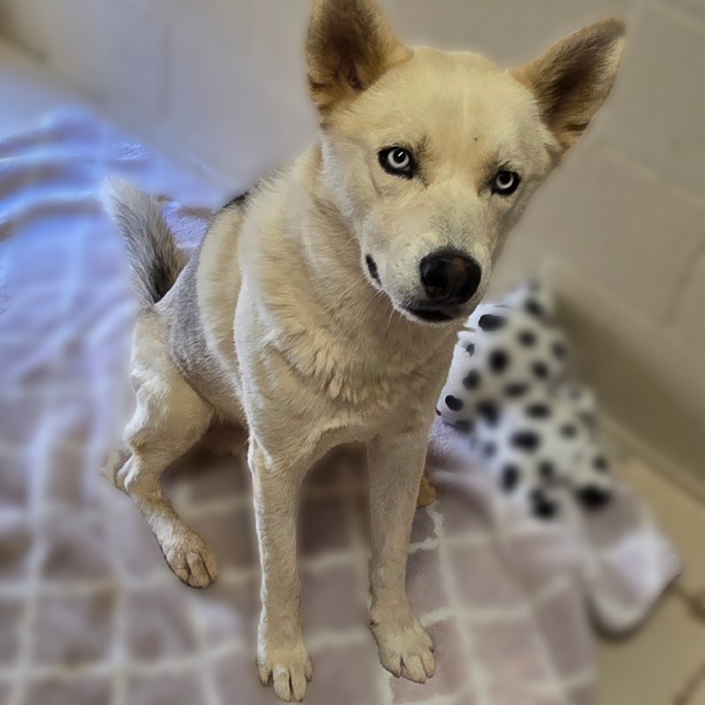Takoda, an adoptable Husky in Wickenburg, AZ, 85390 | Photo Image 2