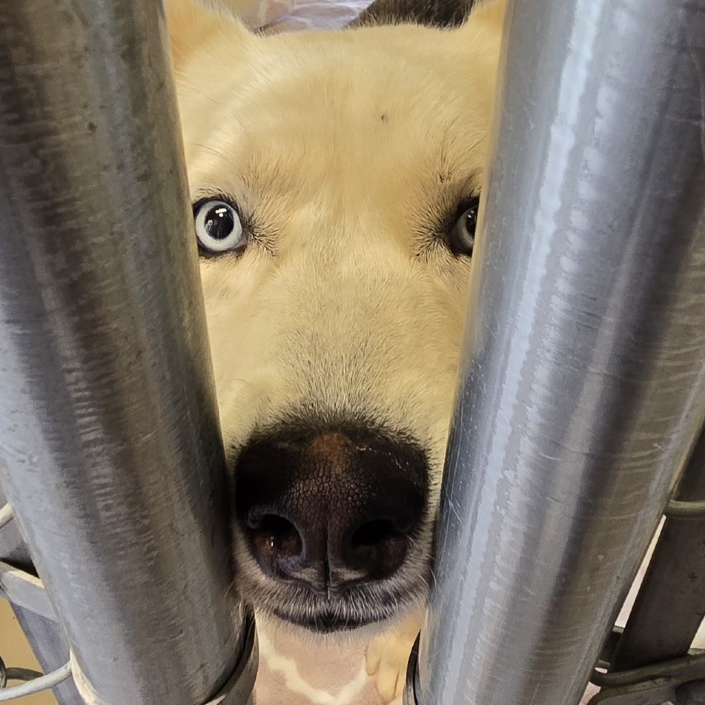 Takoda, an adoptable Husky in Wickenburg, AZ, 85390 | Photo Image 3