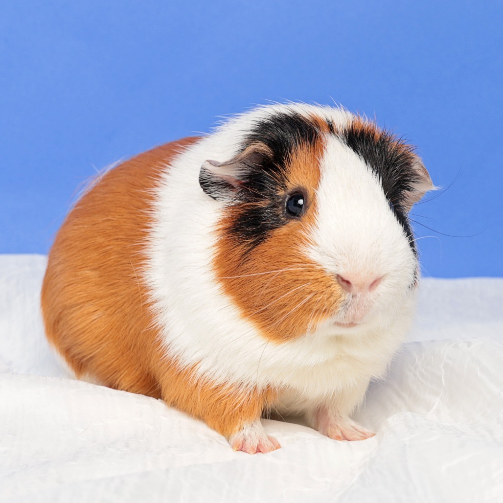 Peppa