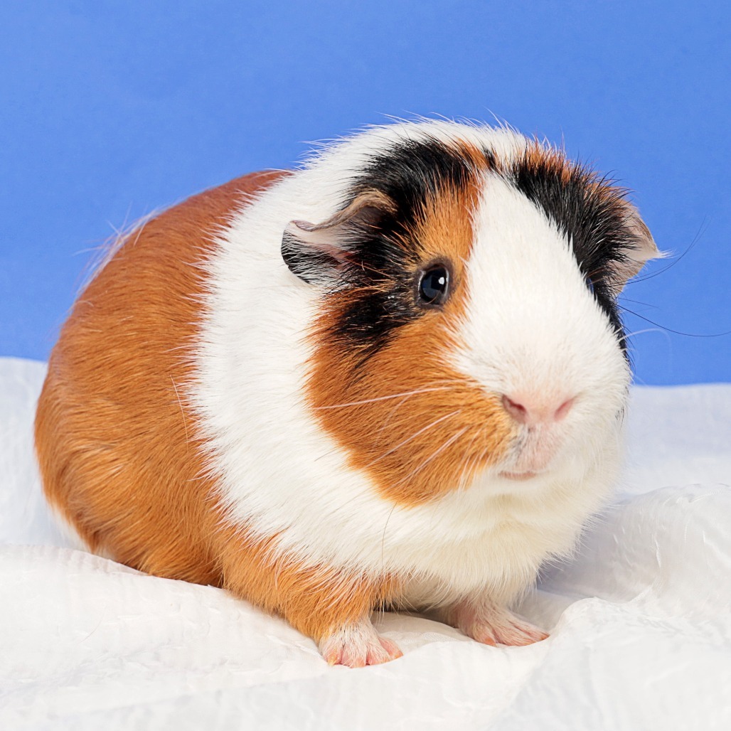 Peppa