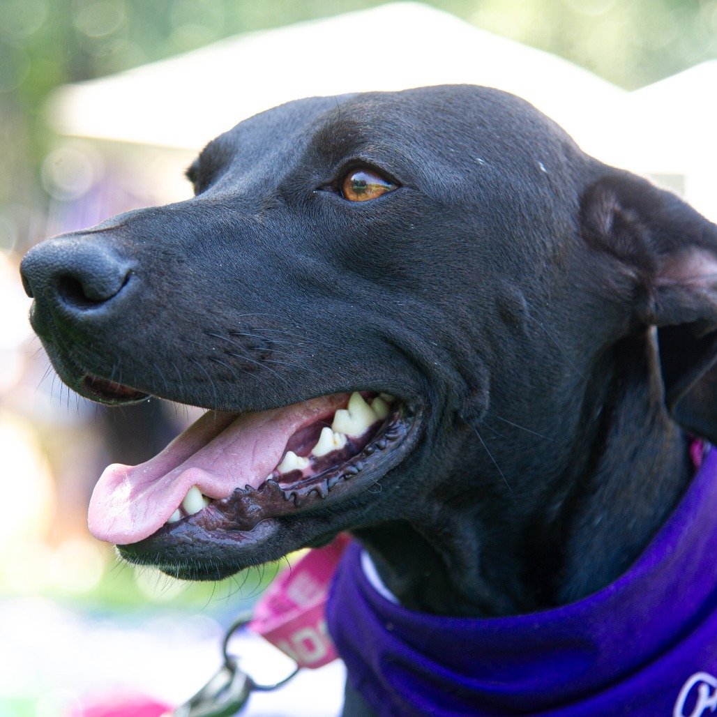 Jazmin (Jaz), an adoptable Rhodesian Ridgeback, Dogo Argentino in Ashland, OR, 97520 | Photo Image 1