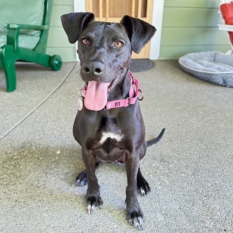 Jazmin (Jaz), an adoptable Rhodesian Ridgeback, Dogo Argentino in Ashland, OR, 97520 | Photo Image 2