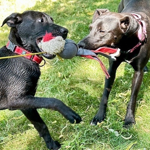 Jazmin (Jaz), an adoptable Rhodesian Ridgeback, Dogo Argentino in Ashland, OR, 97520 | Photo Image 3