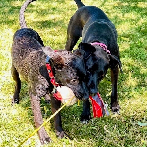 Jazmin (Jaz), an adoptable Rhodesian Ridgeback, Dogo Argentino in Ashland, OR, 97520 | Photo Image 4