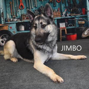 Jimbo