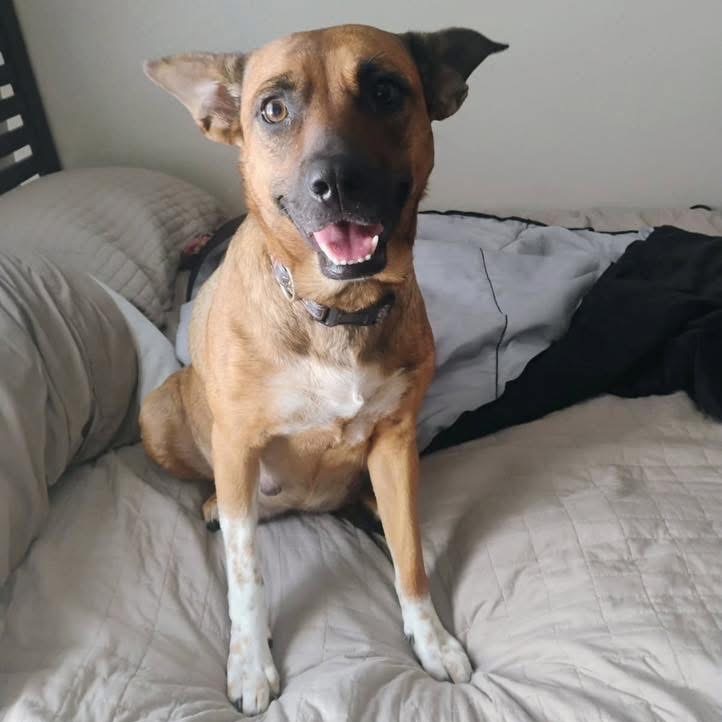 Gracie