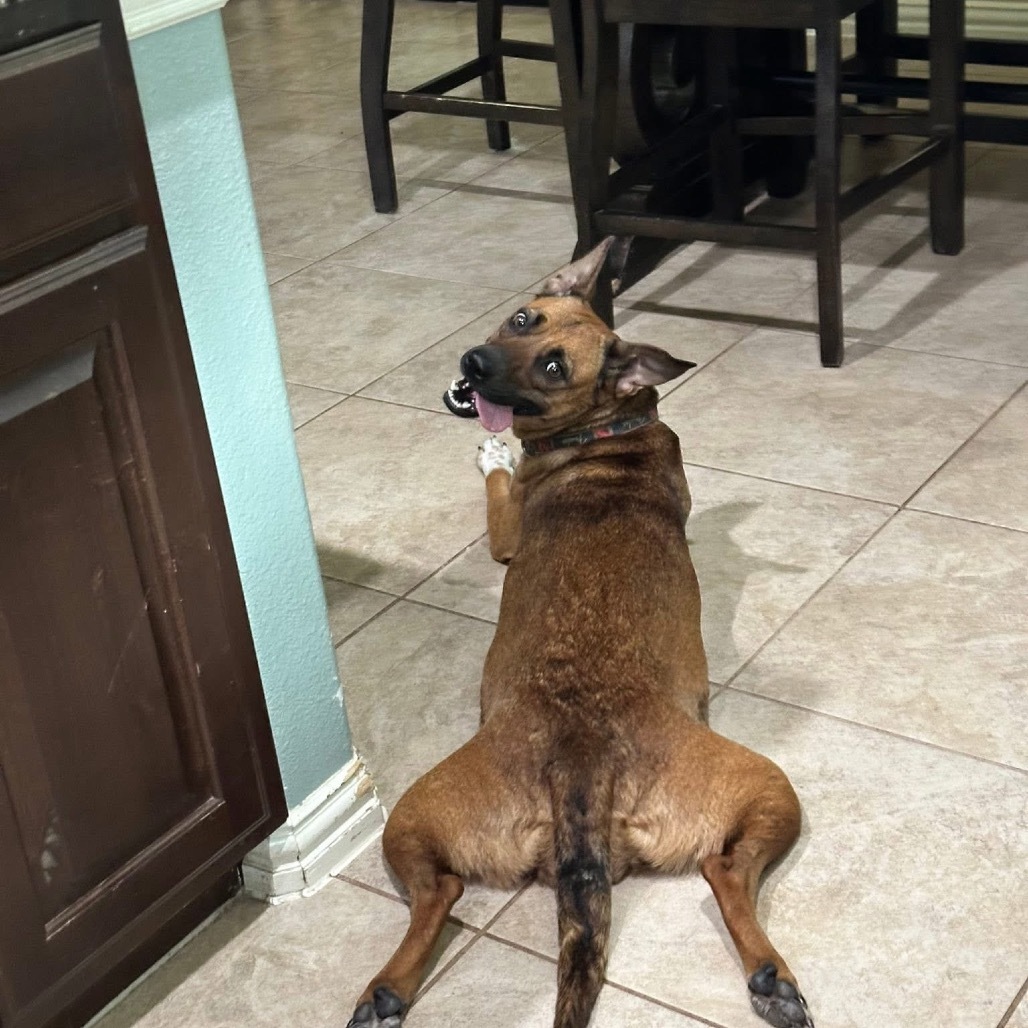 Gracie