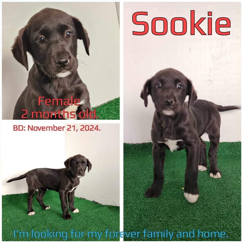 Sookie