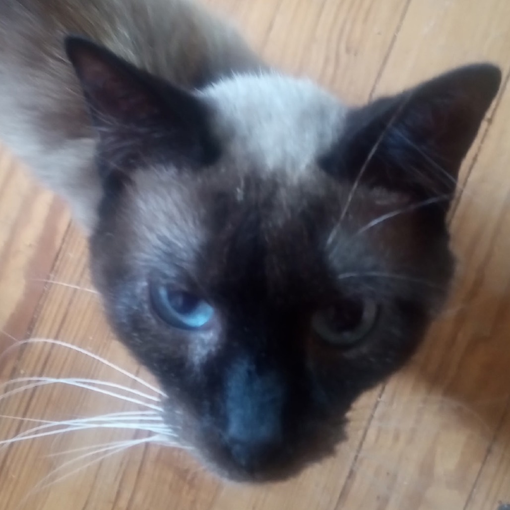 Julian