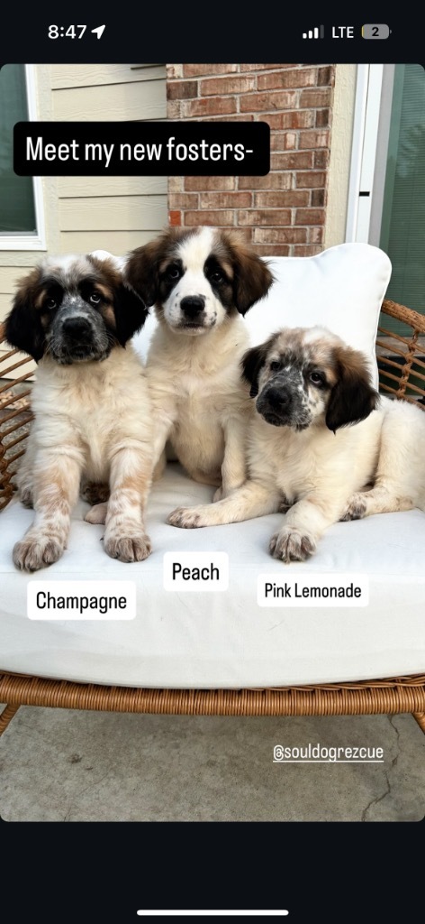 Pink Lemonade