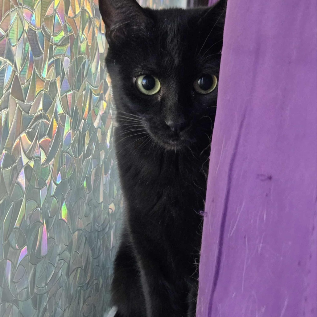 Zoey (formerly Zilpah) McEntire