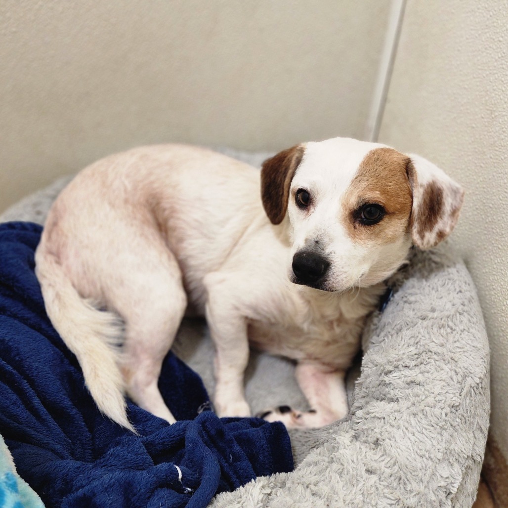 Scraps(3)- Chino Hills Location