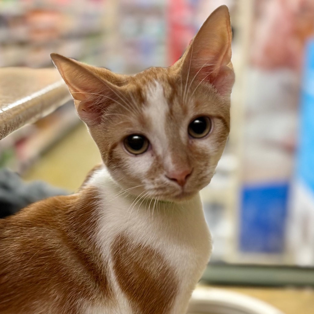 Indy - Pico Rivera Petsmart
