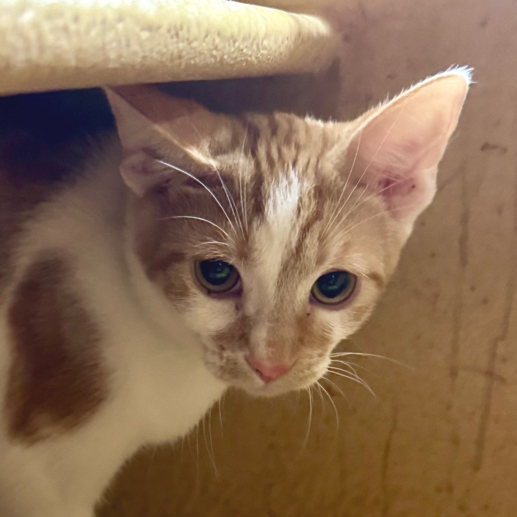 Indy - Pico Rivera Petsmart
