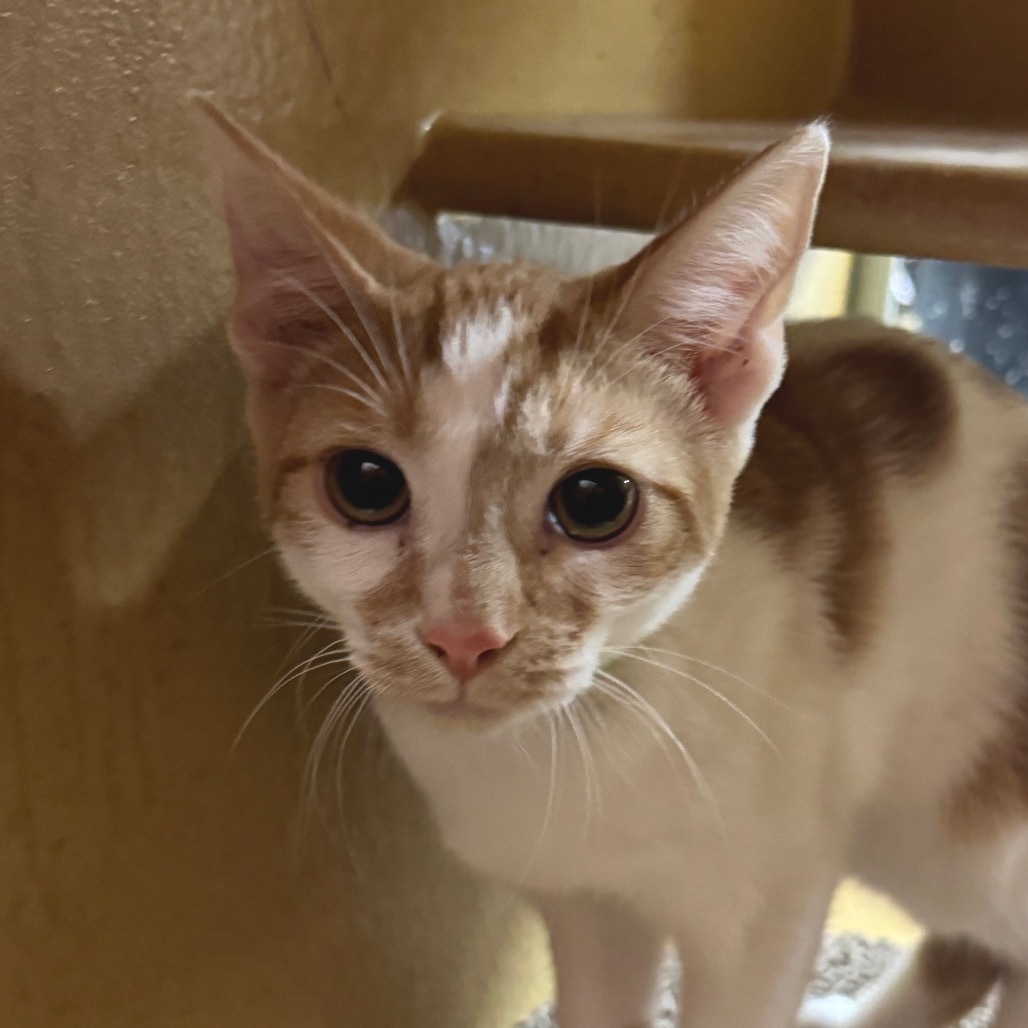 Indy - Pico Rivera Petsmart