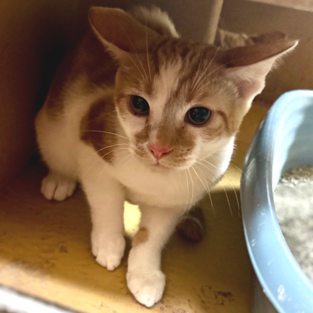 Indy - Pico Rivera Petsmart