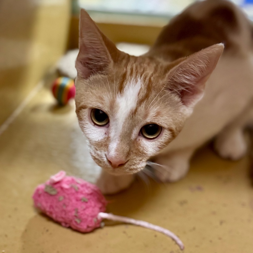 Indy - Pico Rivera Petsmart