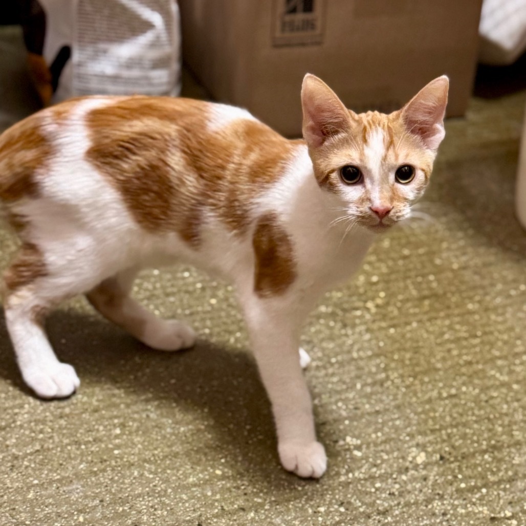 Indy - Pico Rivera Petsmart