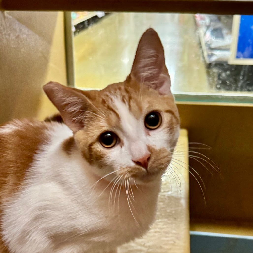 Mutt - Pico Rivera Petsmart