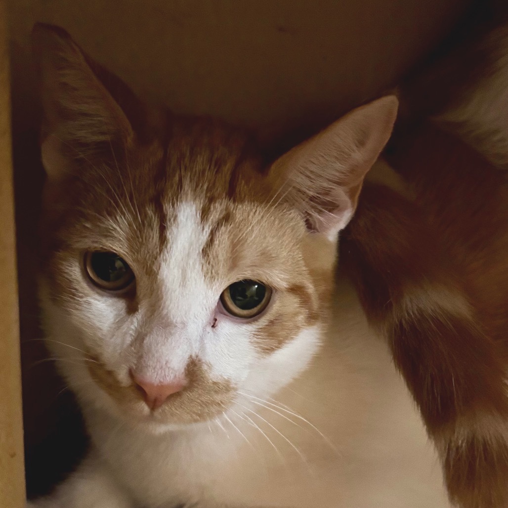 Mutt - Pico Rivera Petsmart