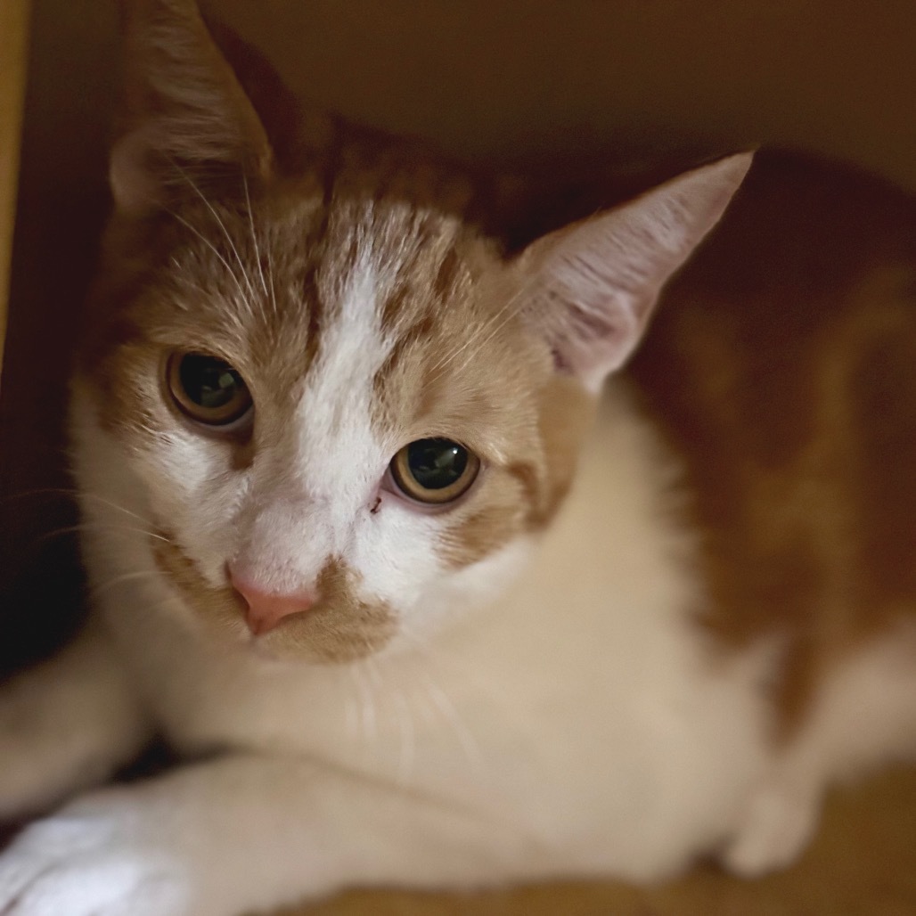 Mutt - Pico Rivera Petsmart