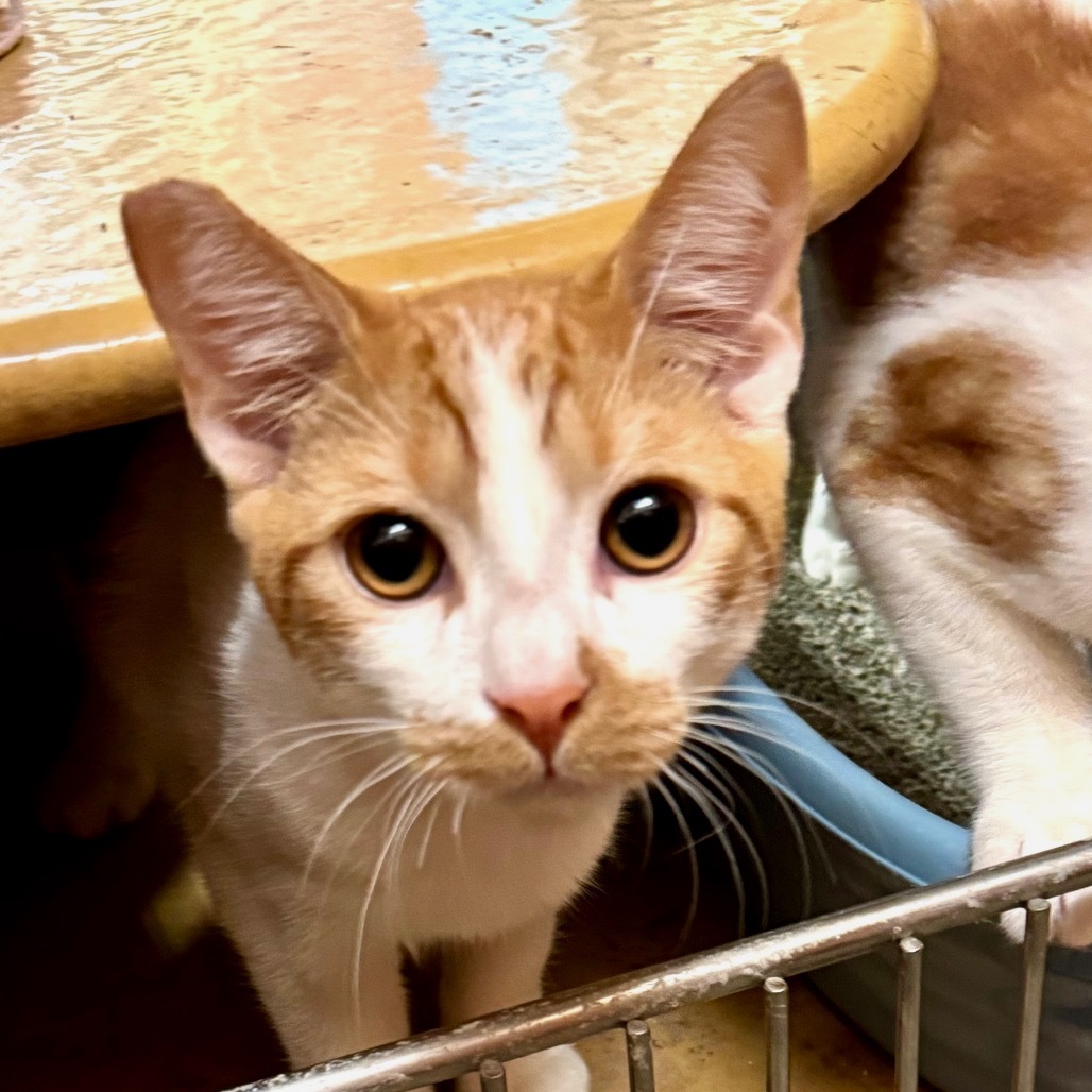 Mutt - Pico Rivera Petsmart