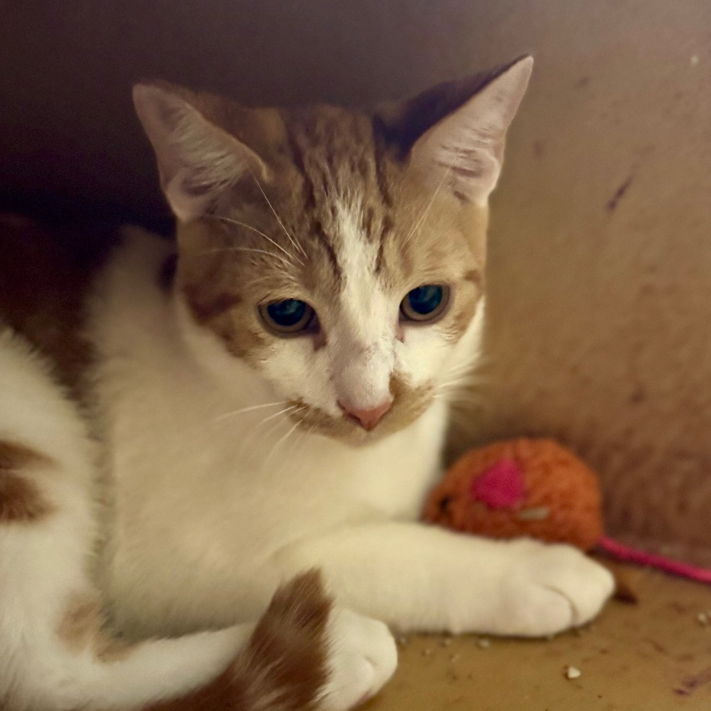Mutt - Pico Rivera Petsmart