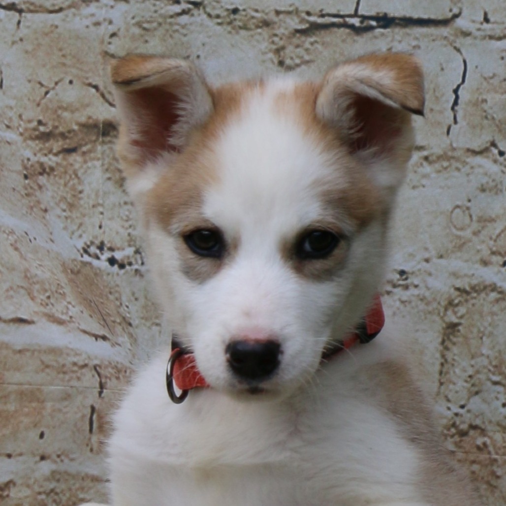 Avia, an adoptable Husky in Brainerd, MN, 56401 | Photo Image 2