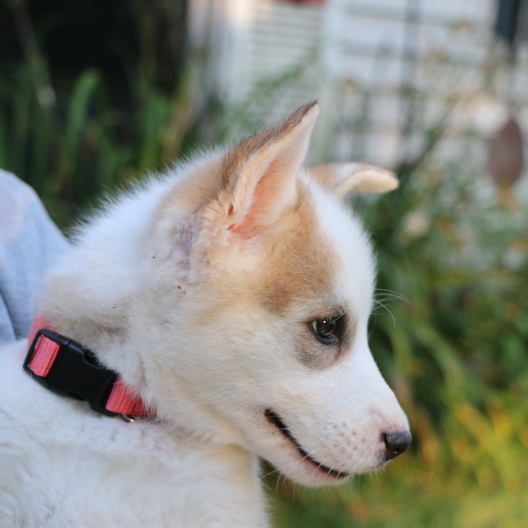 Avia, an adoptable Husky in Brainerd, MN, 56401 | Photo Image 3