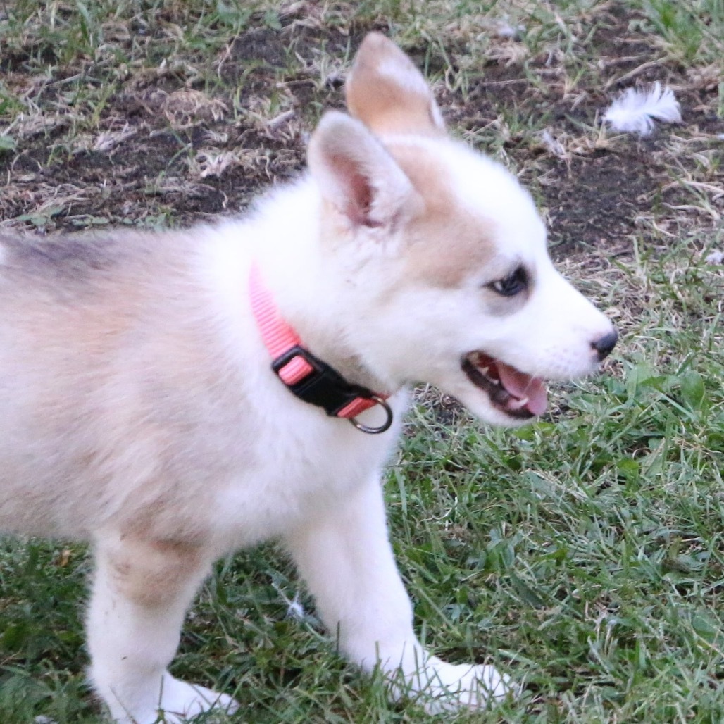 Avia, an adoptable Husky in Brainerd, MN, 56401 | Photo Image 4