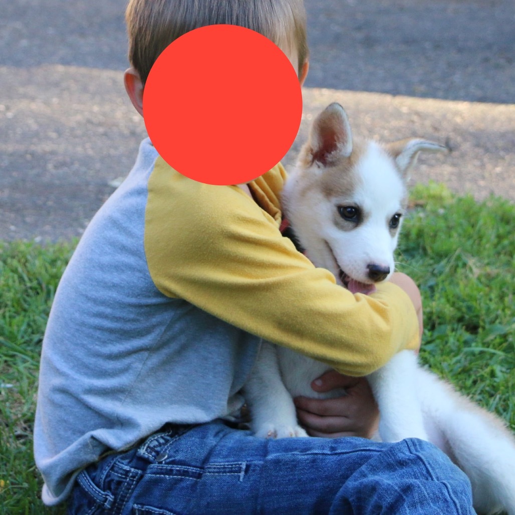 Avia, an adoptable Husky in Brainerd, MN, 56401 | Photo Image 5