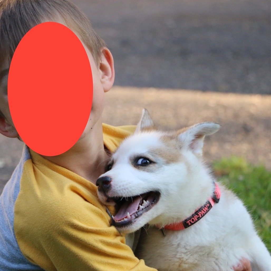 Avia, an adoptable Husky in Brainerd, MN, 56401 | Photo Image 6