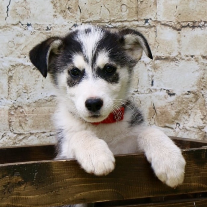 Nike, an adoptable Husky in Brainerd, MN, 56401 | Photo Image 1