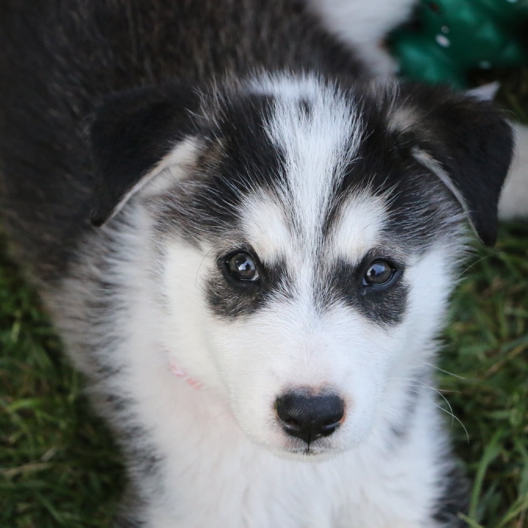 Nike, an adoptable Husky in Brainerd, MN, 56401 | Photo Image 3