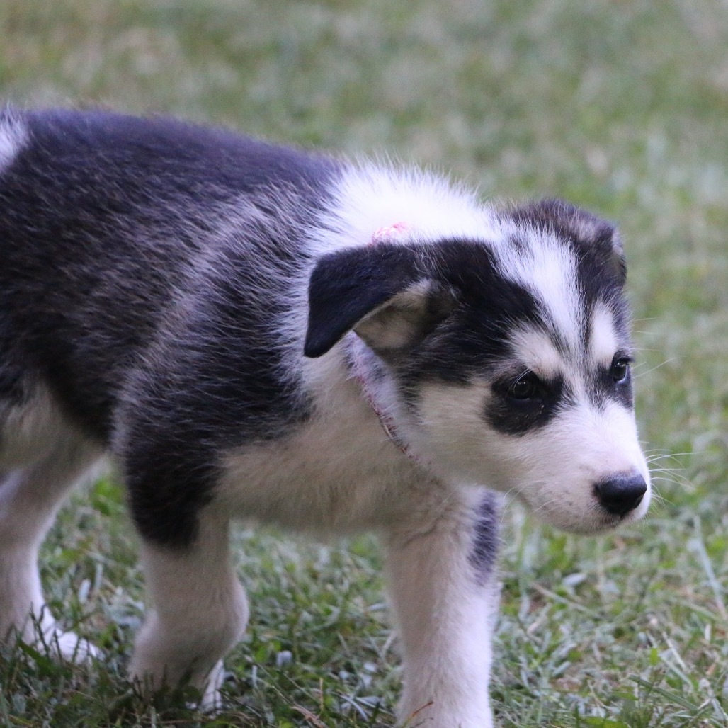Nike, an adoptable Husky in Brainerd, MN, 56401 | Photo Image 4