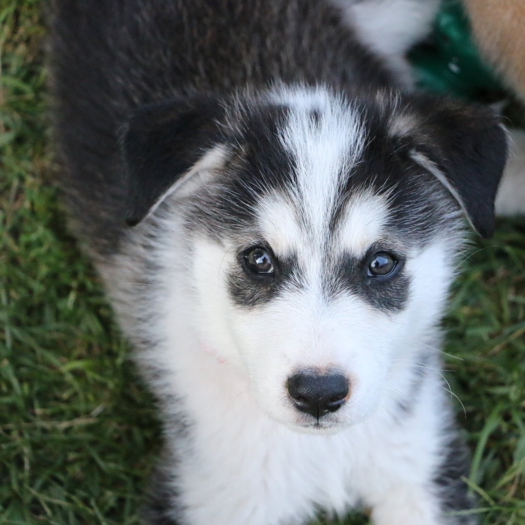 Nike, an adoptable Husky in Brainerd, MN, 56401 | Photo Image 5