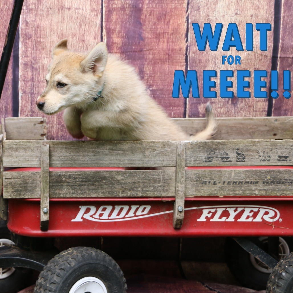 Brooks, an adoptable Husky in Brainerd, MN, 56401 | Photo Image 2
