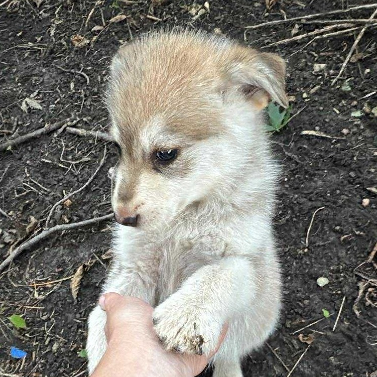 Brooks, an adoptable Husky in Brainerd, MN, 56401 | Photo Image 3