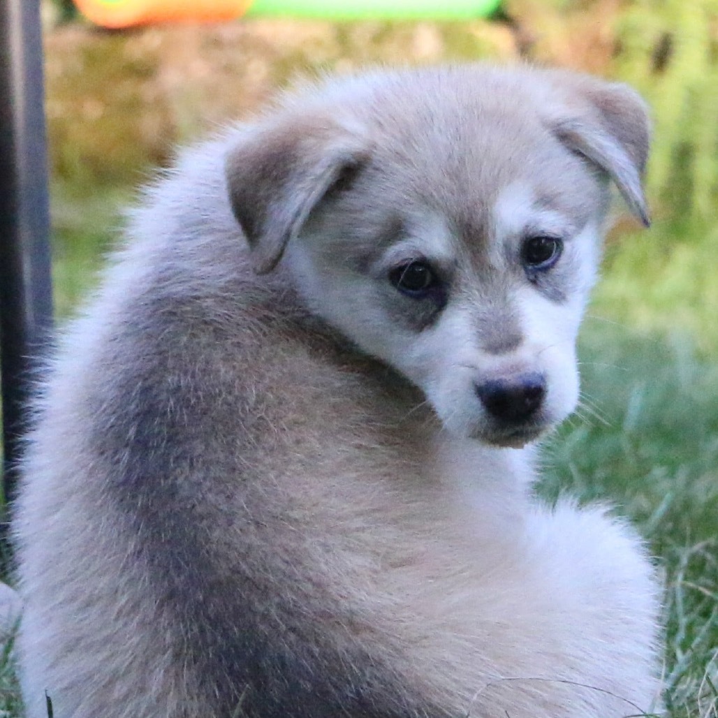 Brooks, an adoptable Husky in Brainerd, MN, 56401 | Photo Image 5