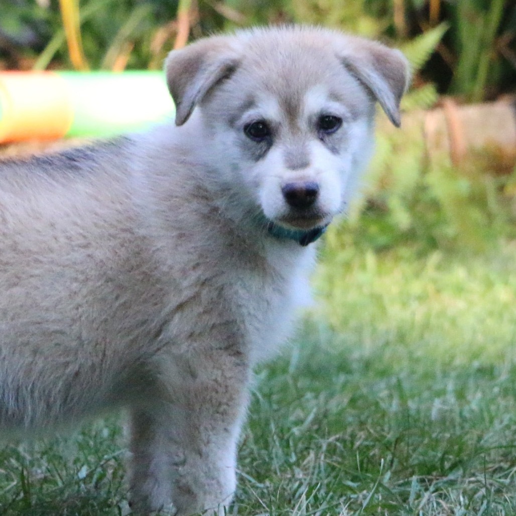 Brooks, an adoptable Husky in Brainerd, MN, 56401 | Photo Image 6