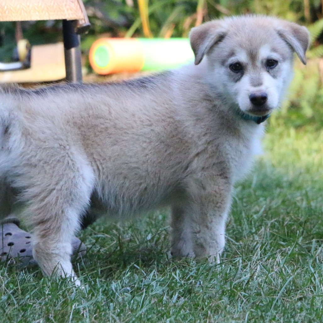Brooks, an adoptable Husky in Brainerd, MN, 56401 | Photo Image 7