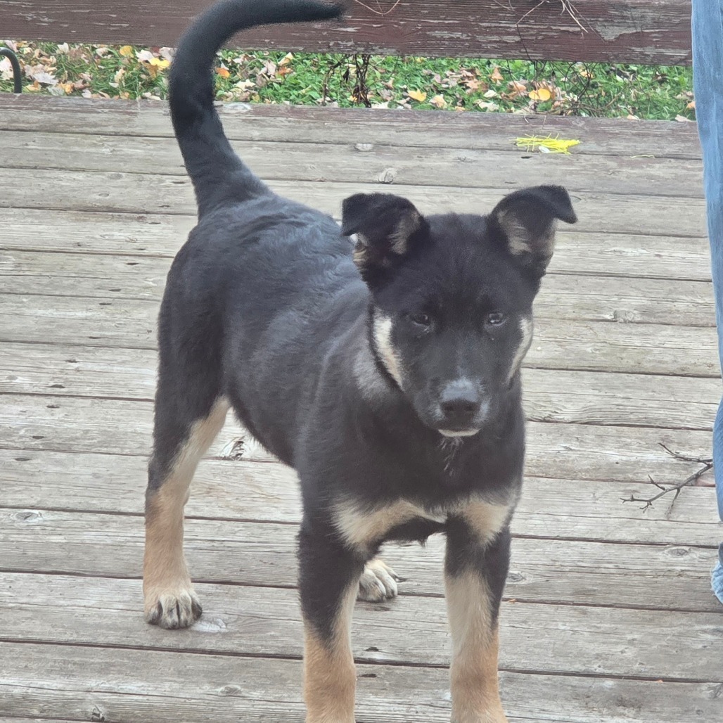 Sorel, an adoptable Husky in Brainerd, MN, 56401 | Photo Image 2