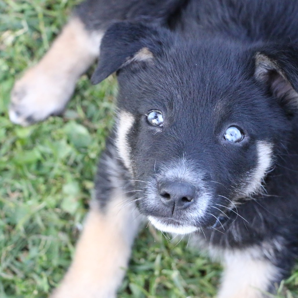 Sorel, an adoptable Husky in Brainerd, MN, 56401 | Photo Image 3