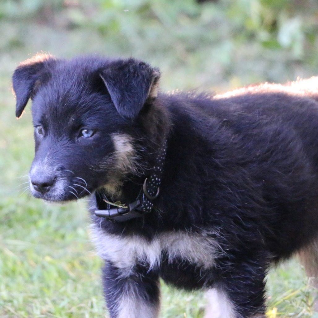 Sorel, an adoptable Husky in Brainerd, MN, 56401 | Photo Image 4