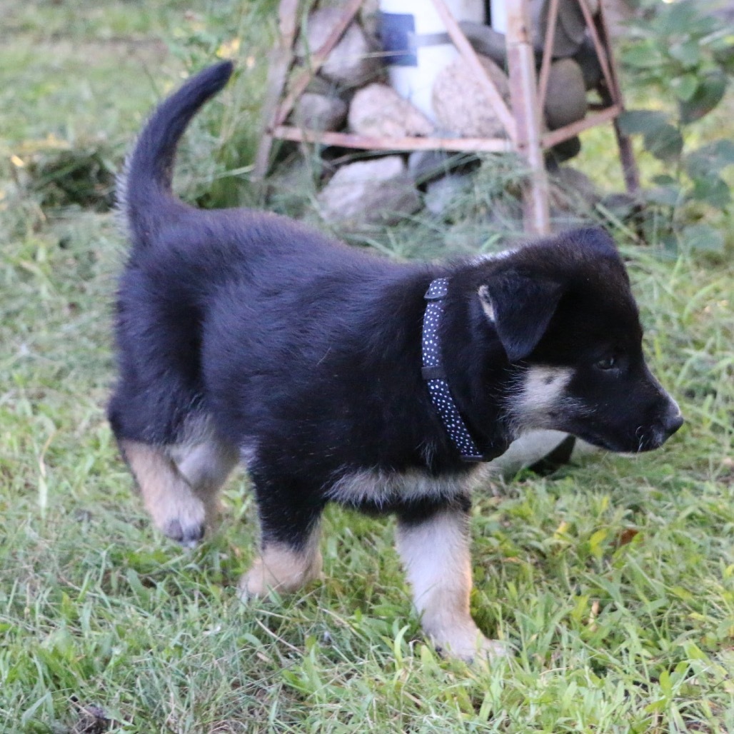 Sorel, an adoptable Husky in Brainerd, MN, 56401 | Photo Image 6