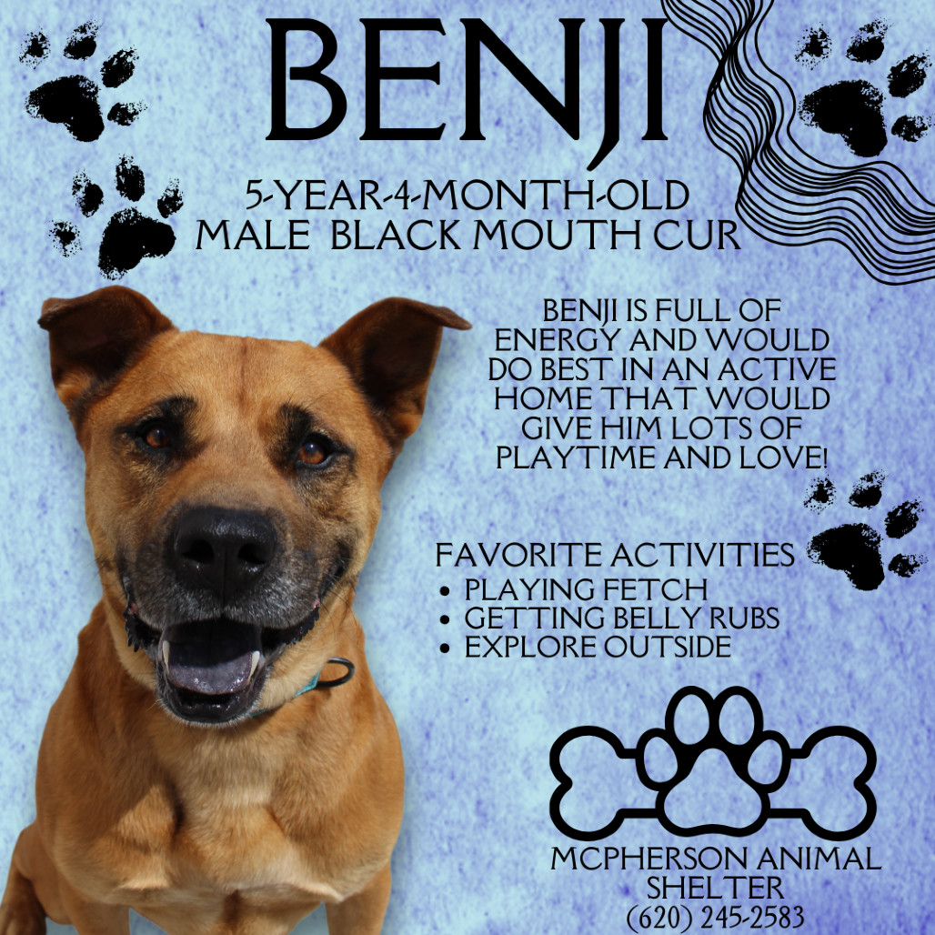 Benji, an adoptable Black Mouth Cur, Mixed Breed in McPherson, KS, 67460 | Photo Image 1