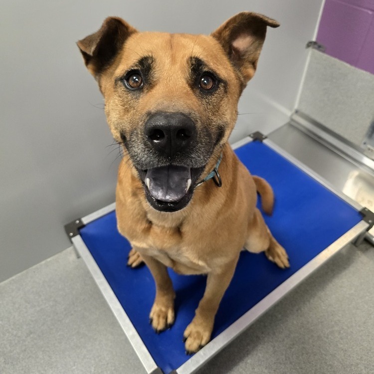Benji, an adoptable Black Mouth Cur, Mixed Breed in McPherson, KS, 67460 | Photo Image 2